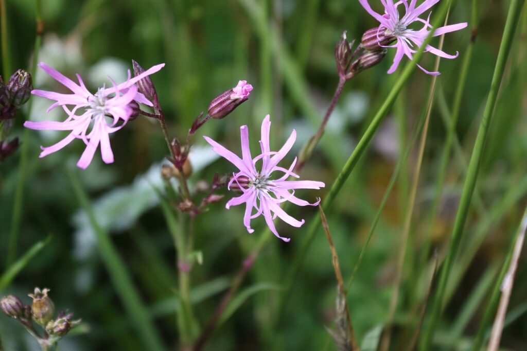 Ragged robin in a meadow