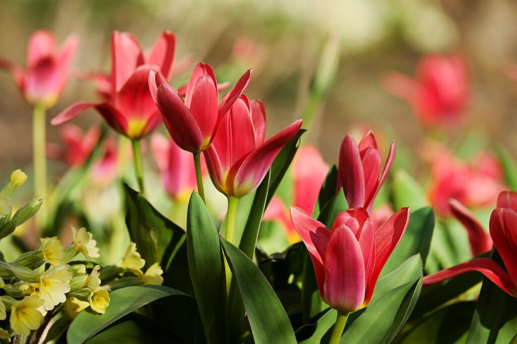 Red tulips in a field