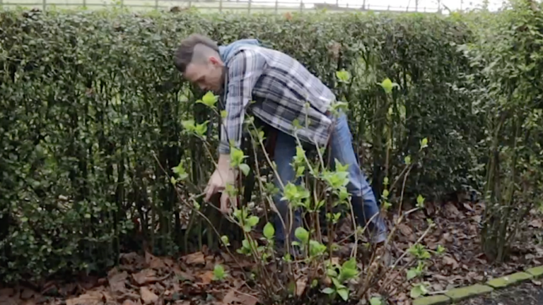 Hydrangea Removal How to Prune Hydrangeas: Beginners Guide