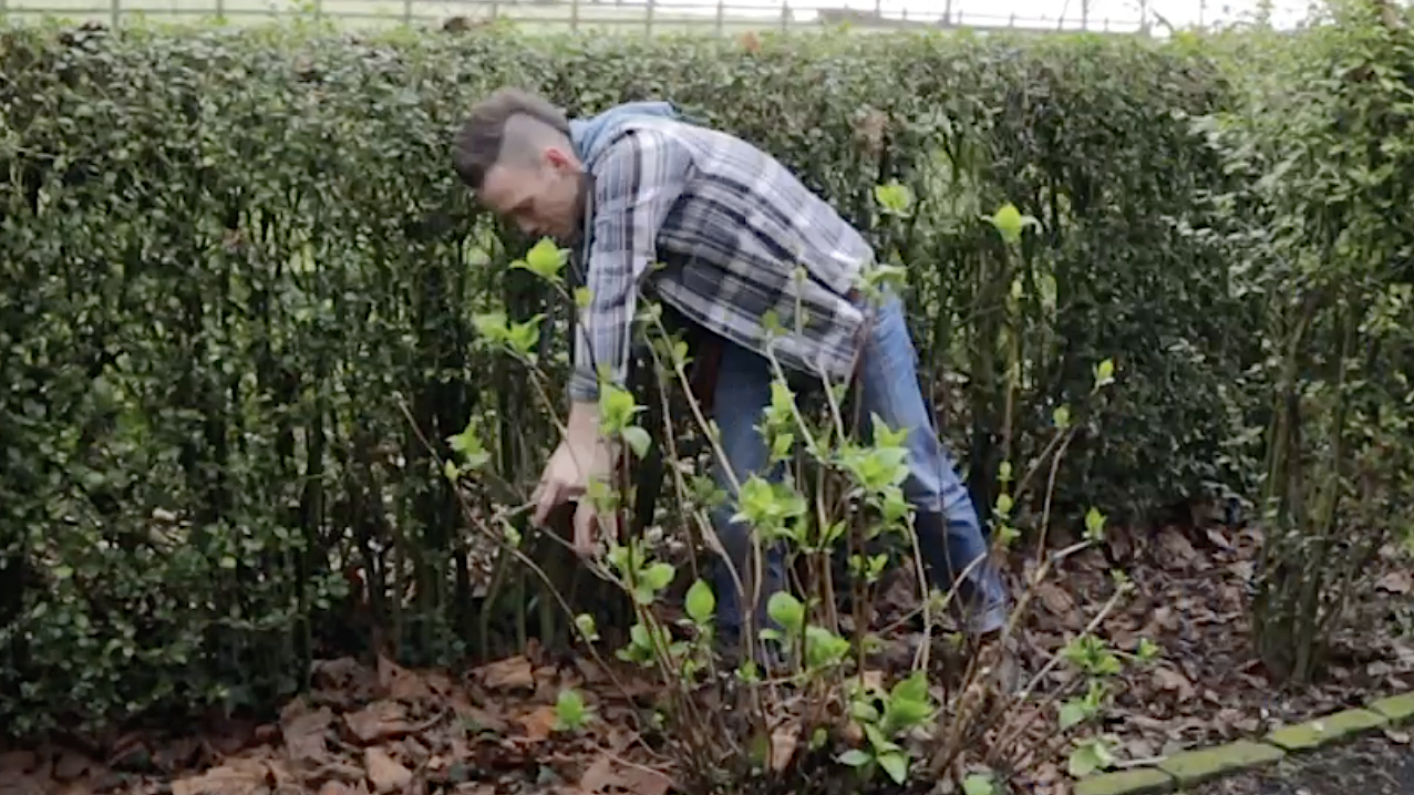 How to prune a hydrangea