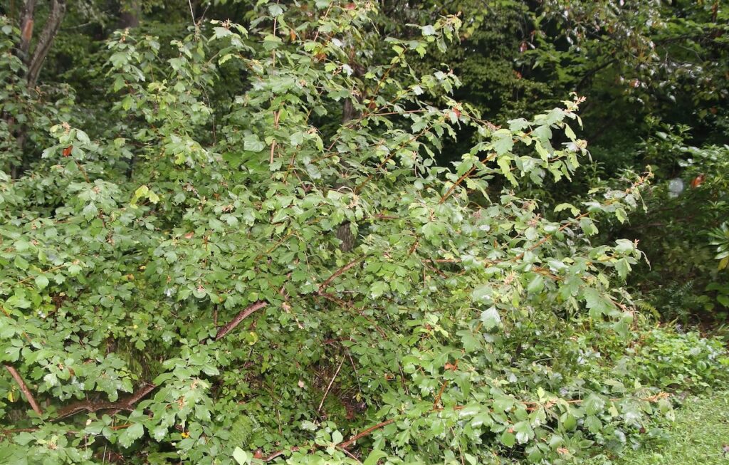 Rhus aromatica a autumn shrub