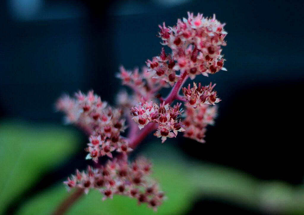 Flower of a rodgersia