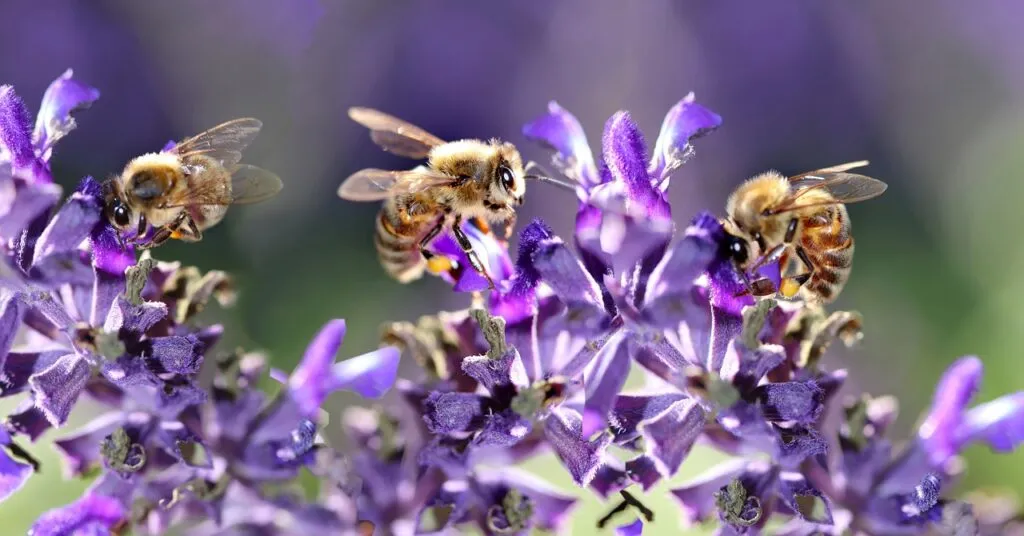 Salvias covered in honey bees