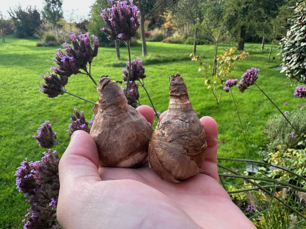 Daffodil bulbs for planting