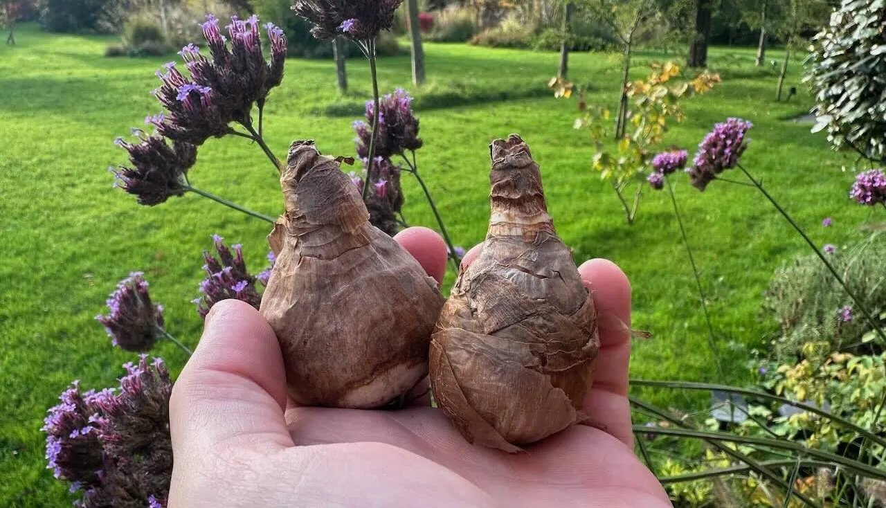 Daffodil bulbs for planting