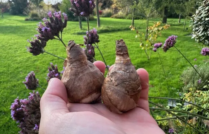 Daffodil bulbs for planting