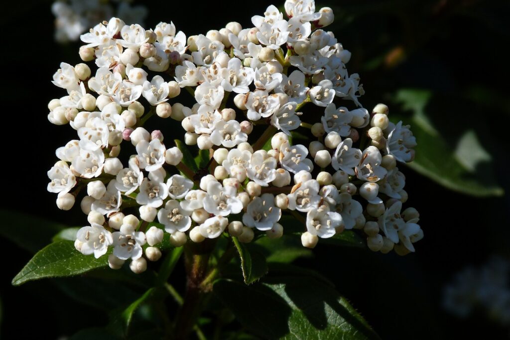 Viburnum an an autumn shrub