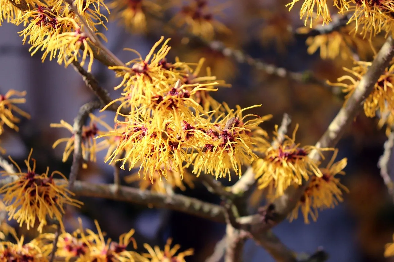 Witch hazel, a name derived from the old word for pliable rather than genuine witchcraft folklore