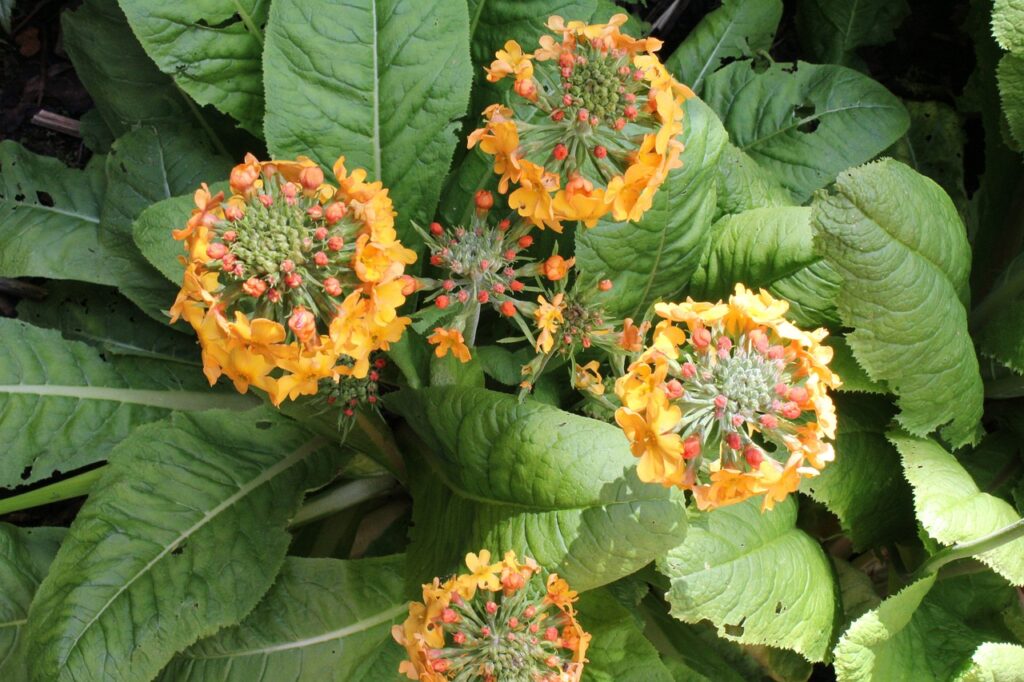 Candelabra primula