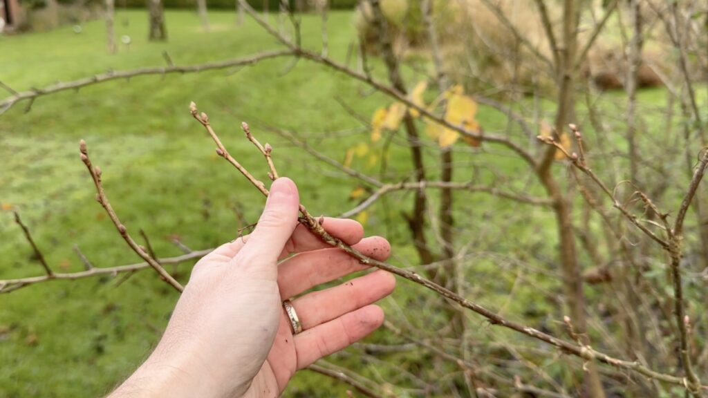 Black currants for hardwood cuttings