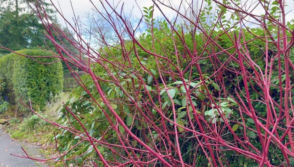 A dogwood for hardwood cuttings