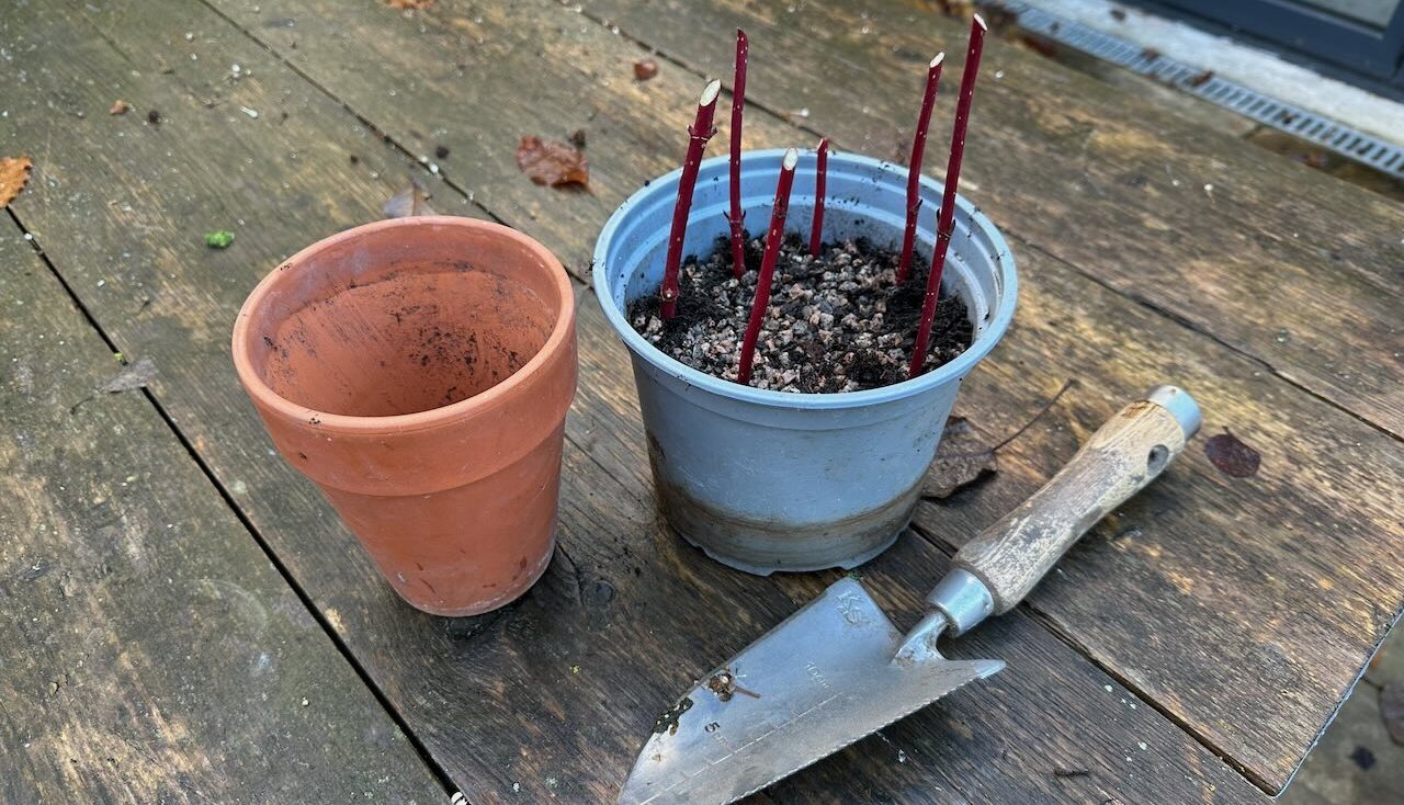 A table with prepared hardwood cuttings