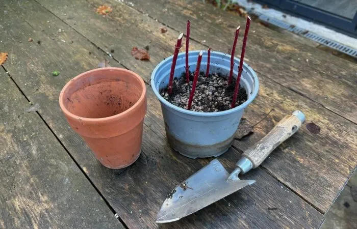 A table with prepared hardwood cuttings