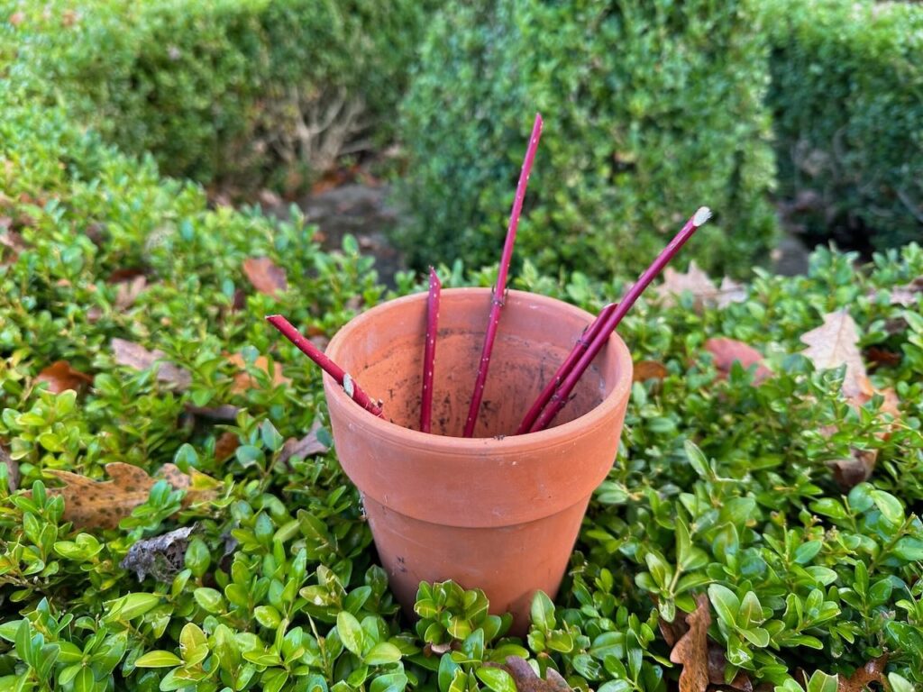 A pot with hardwood cuttings in