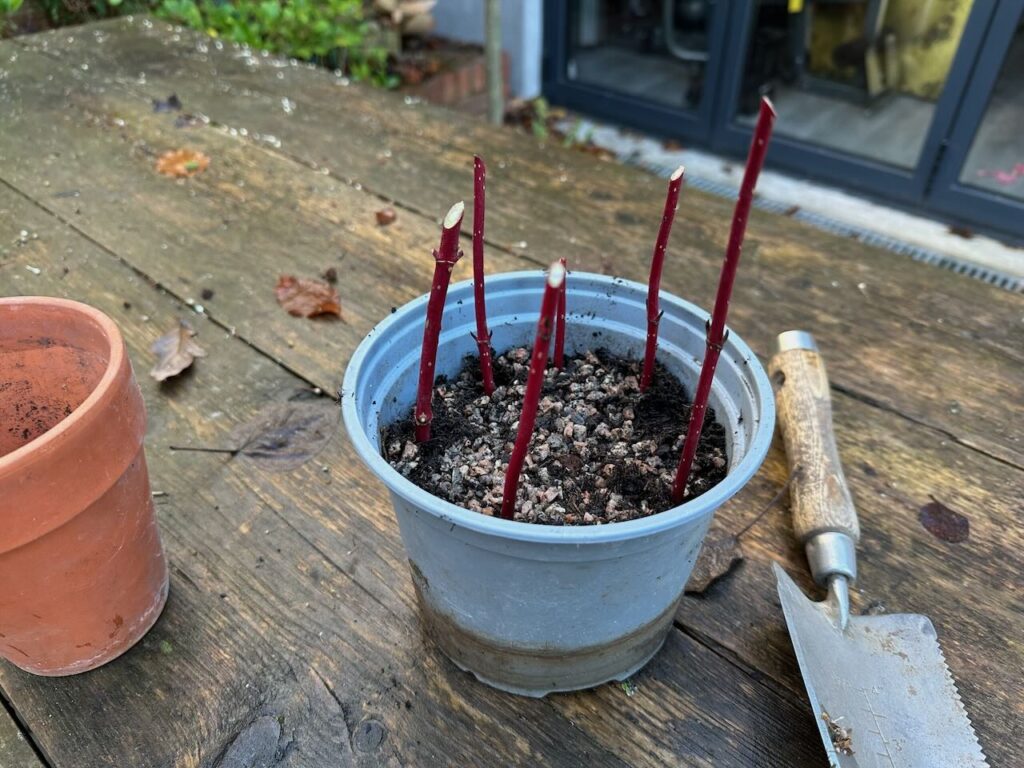 Arranged hardwood cuttings
