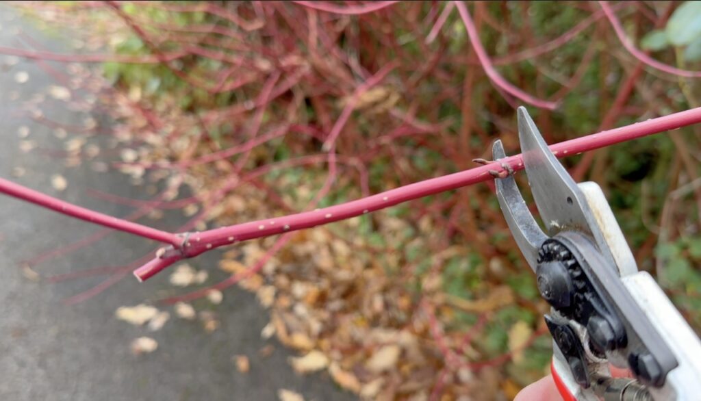 Cutting hardwood cuttings for propagation