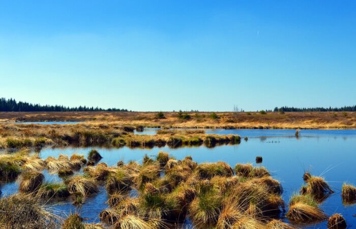 Peat bog before extraction