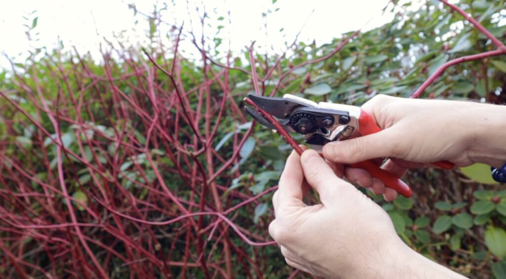 How to take hardwood cuttings