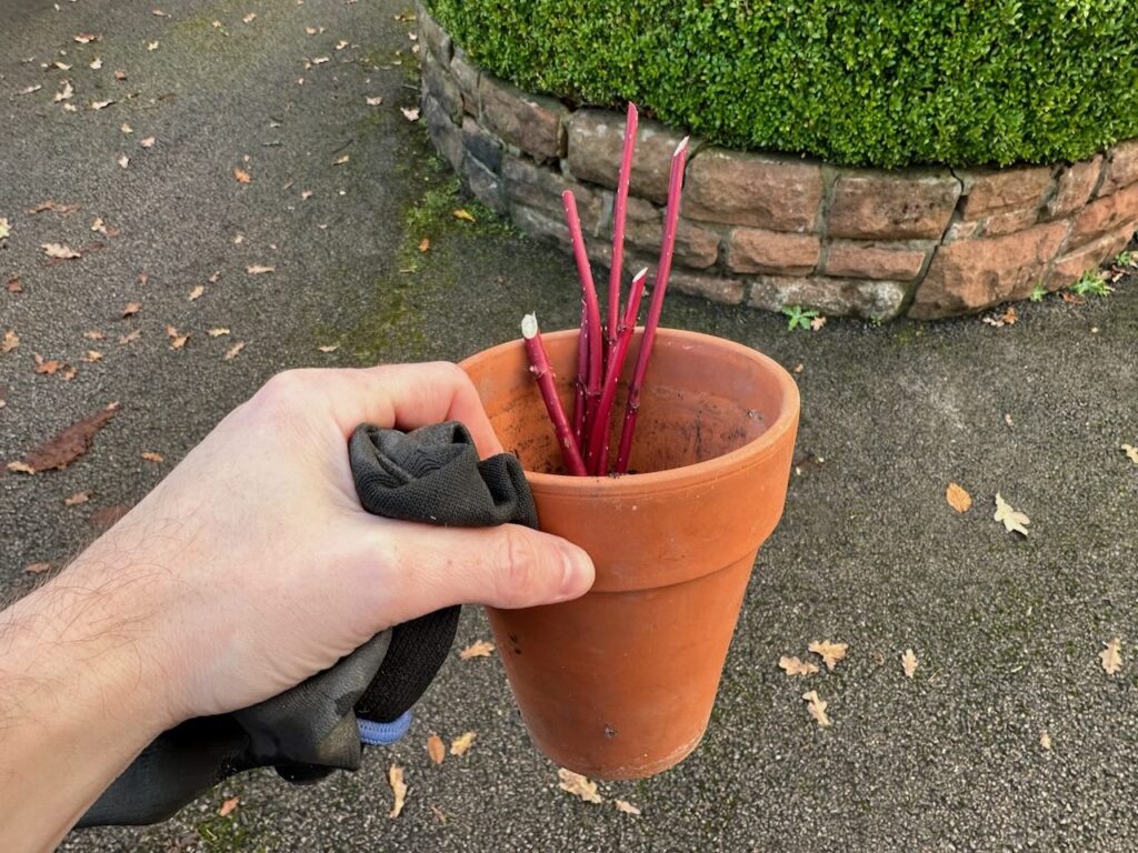 A small terracotta pot with hardwood cuttings