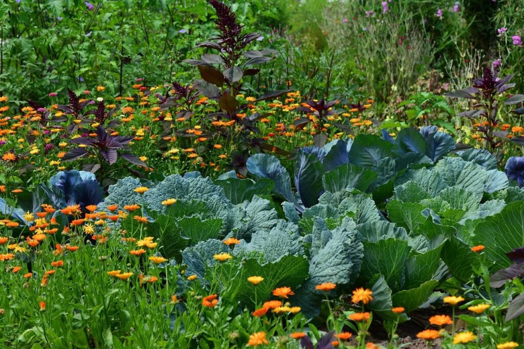 A row of crops in rotation