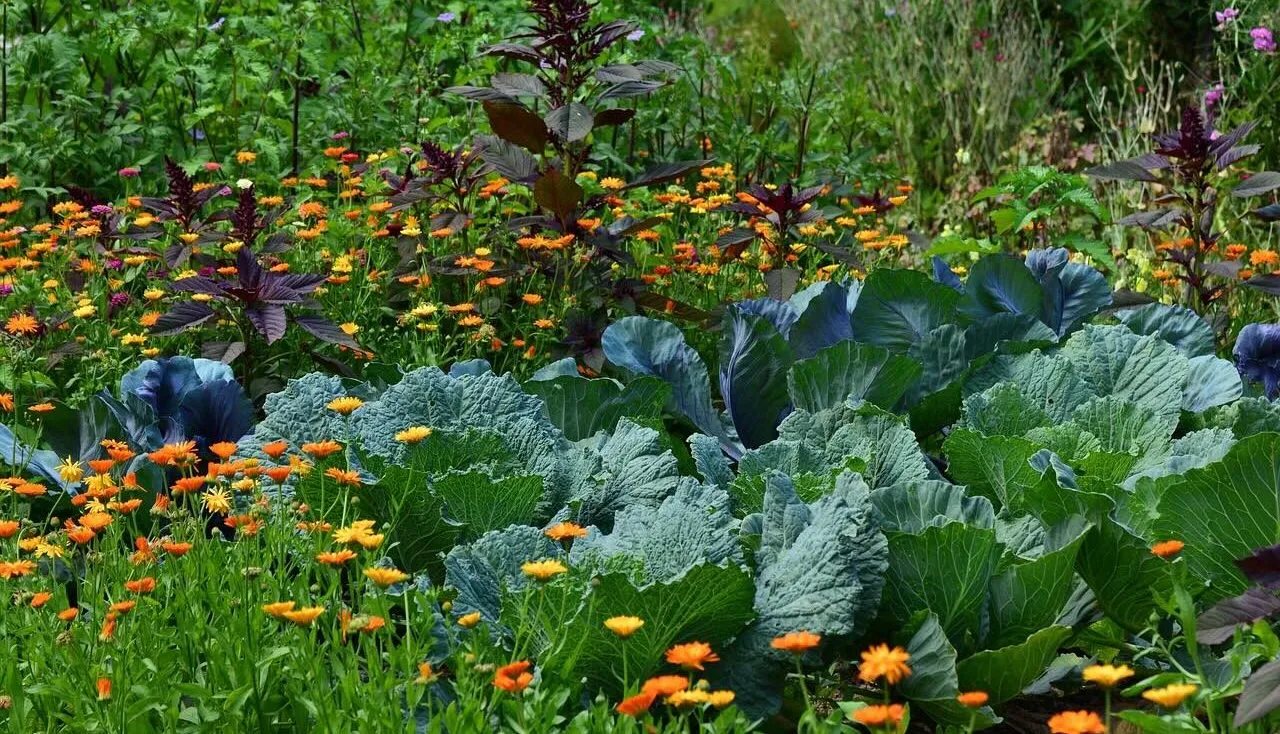 A row of crops in rotation