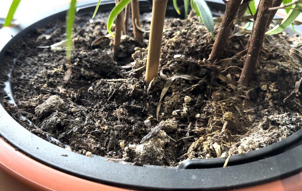 Wet compost attracts fungus gnats