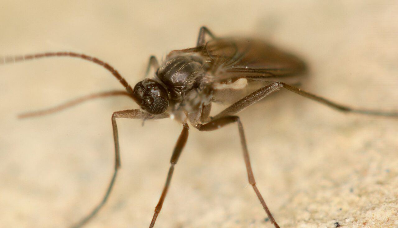 Fungus gnat treatments