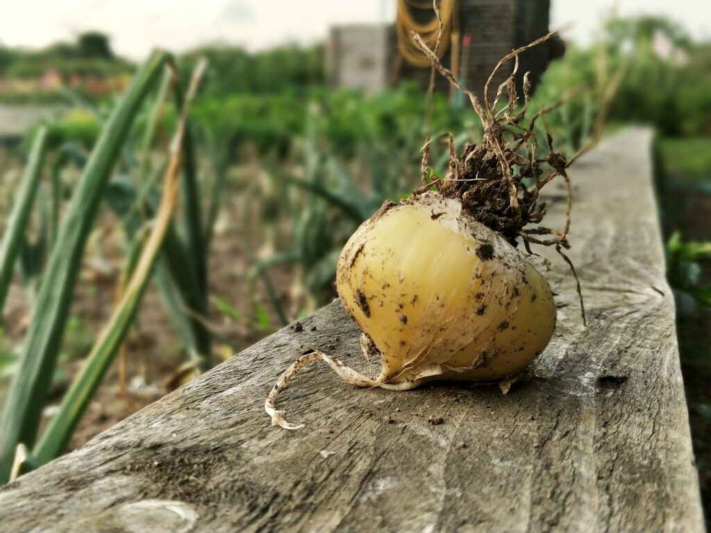 How crop rotation works