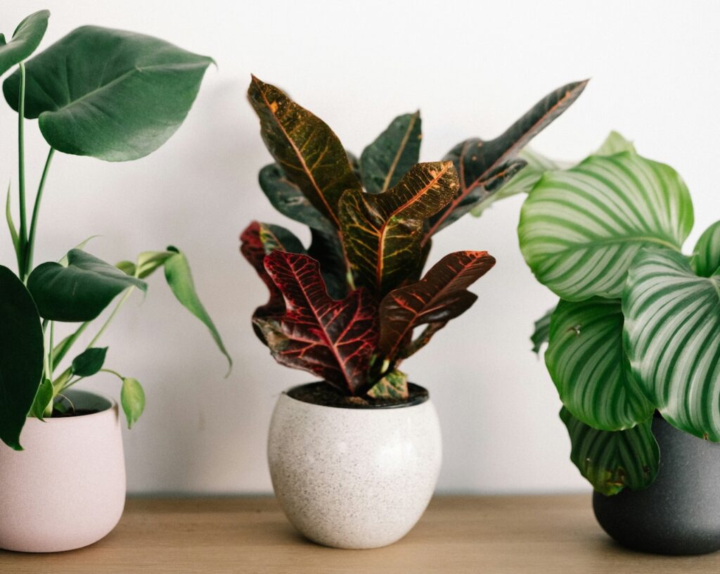 House plants and fungus gnats