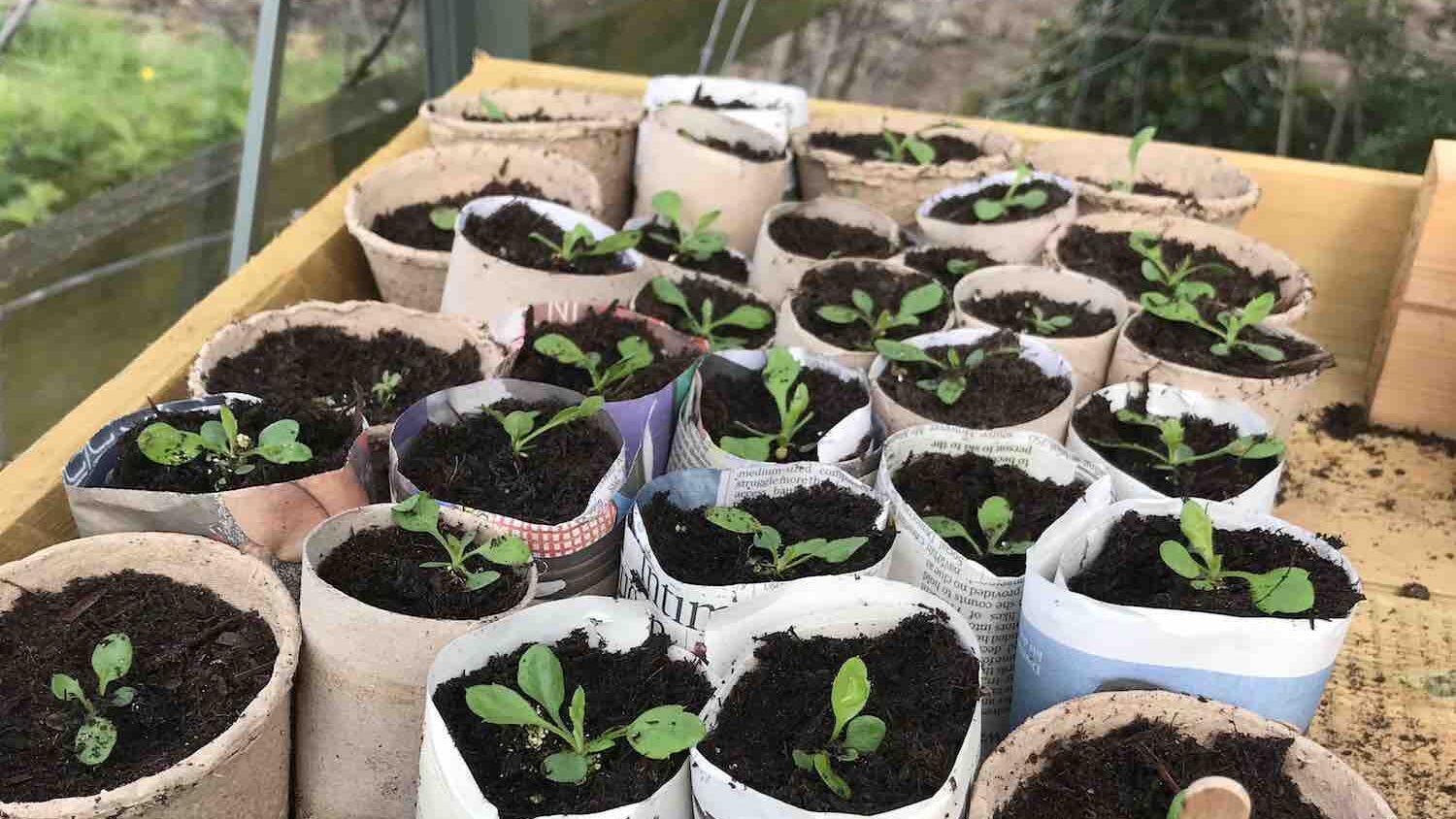 Seedlings in a tray with garden ninja