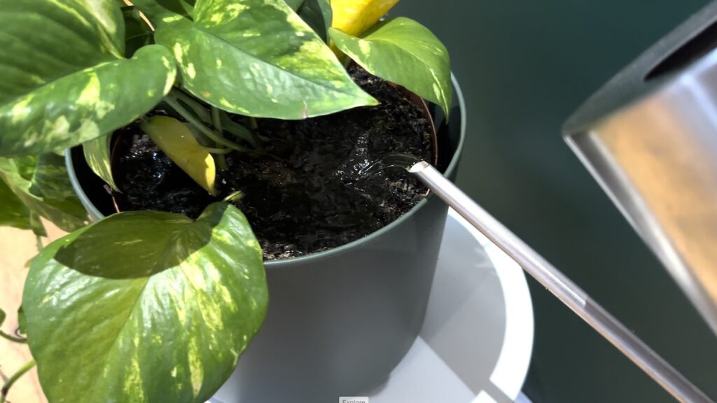 Watering in nematodes for sciarid flies