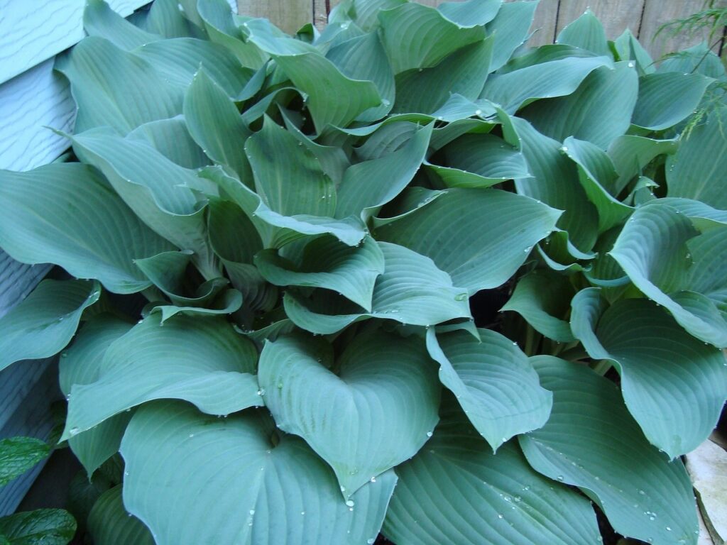 How to plant a hosta