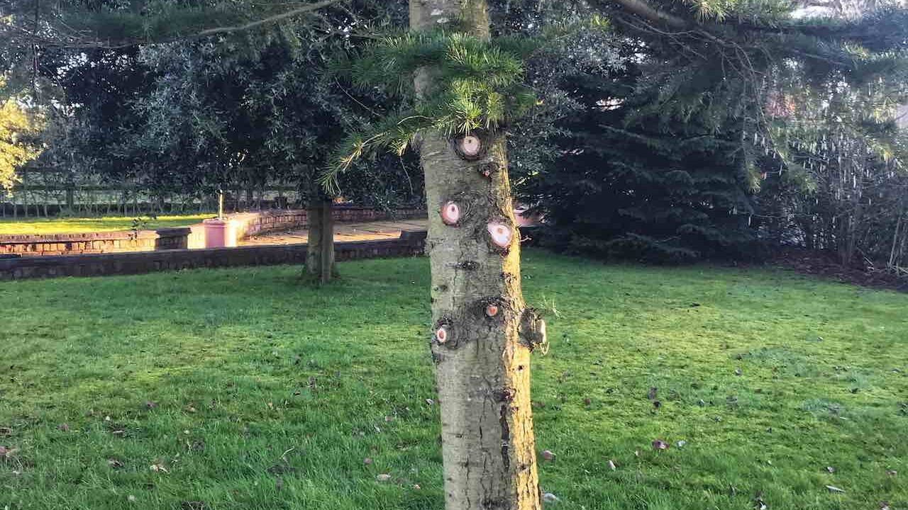 Crown lifting a tree