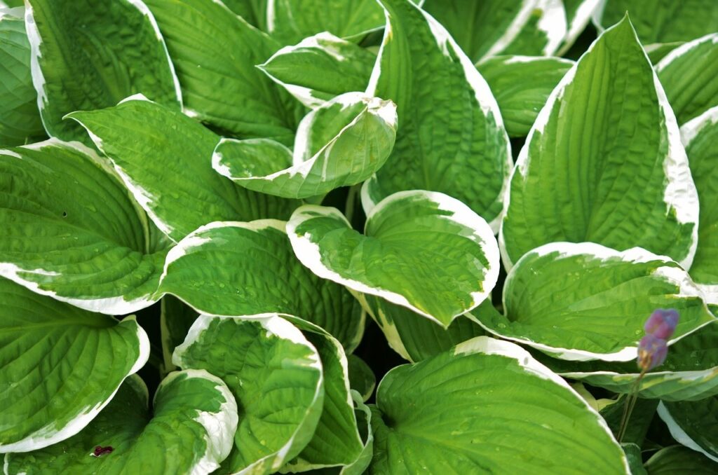 Variegated hosta species