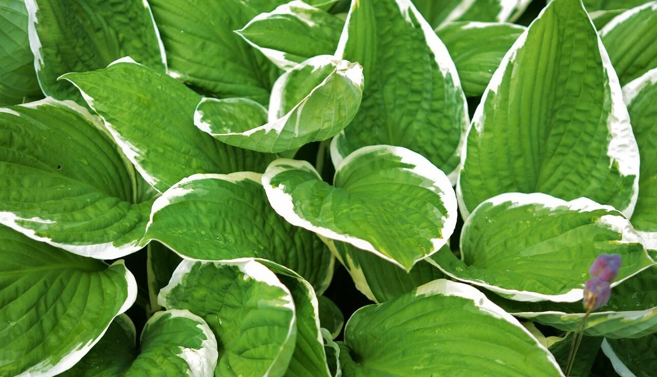 Variegated hosta species