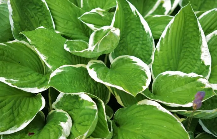 Variegated hosta species