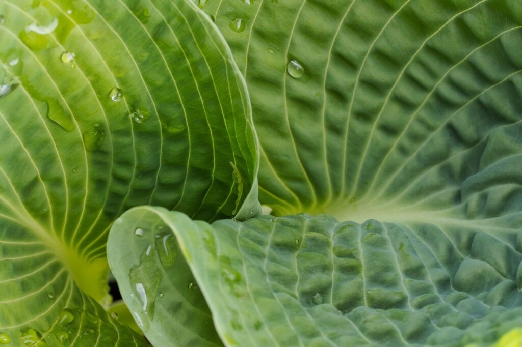 Hosta planting guide