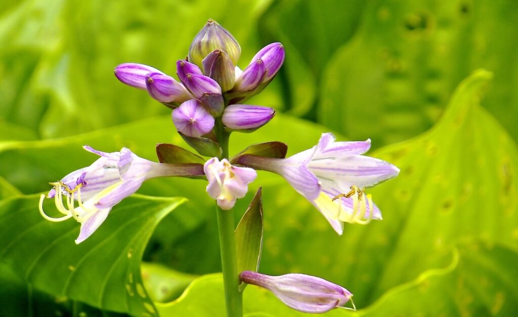 When do hostas flower