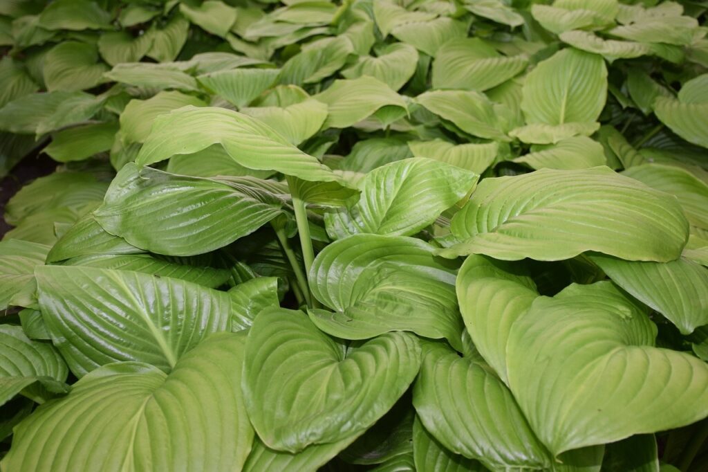 How to grow hostas such as the shadow hosta