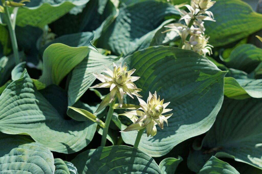 How to grow hostas