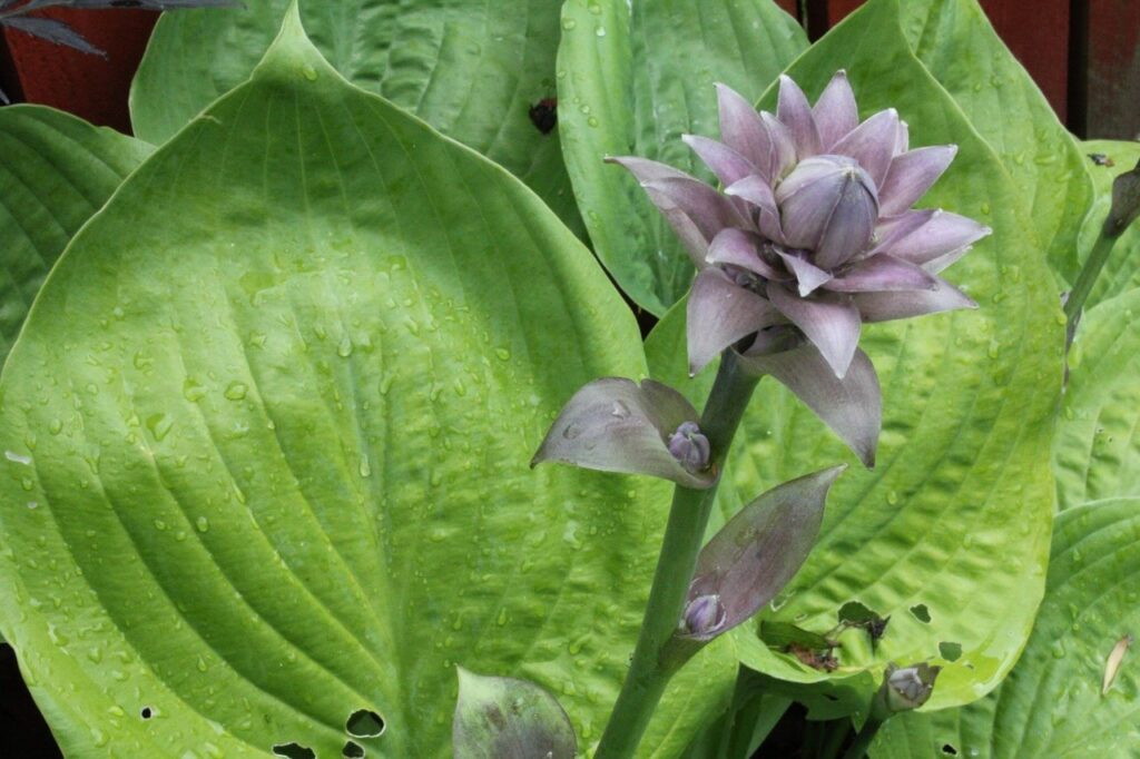 The narrow leaves of hostas