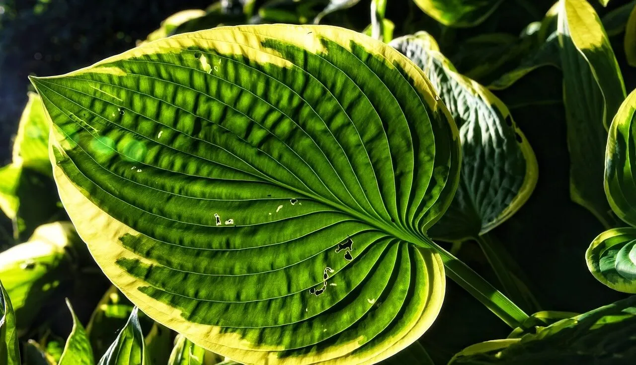 How to grow hostas guide