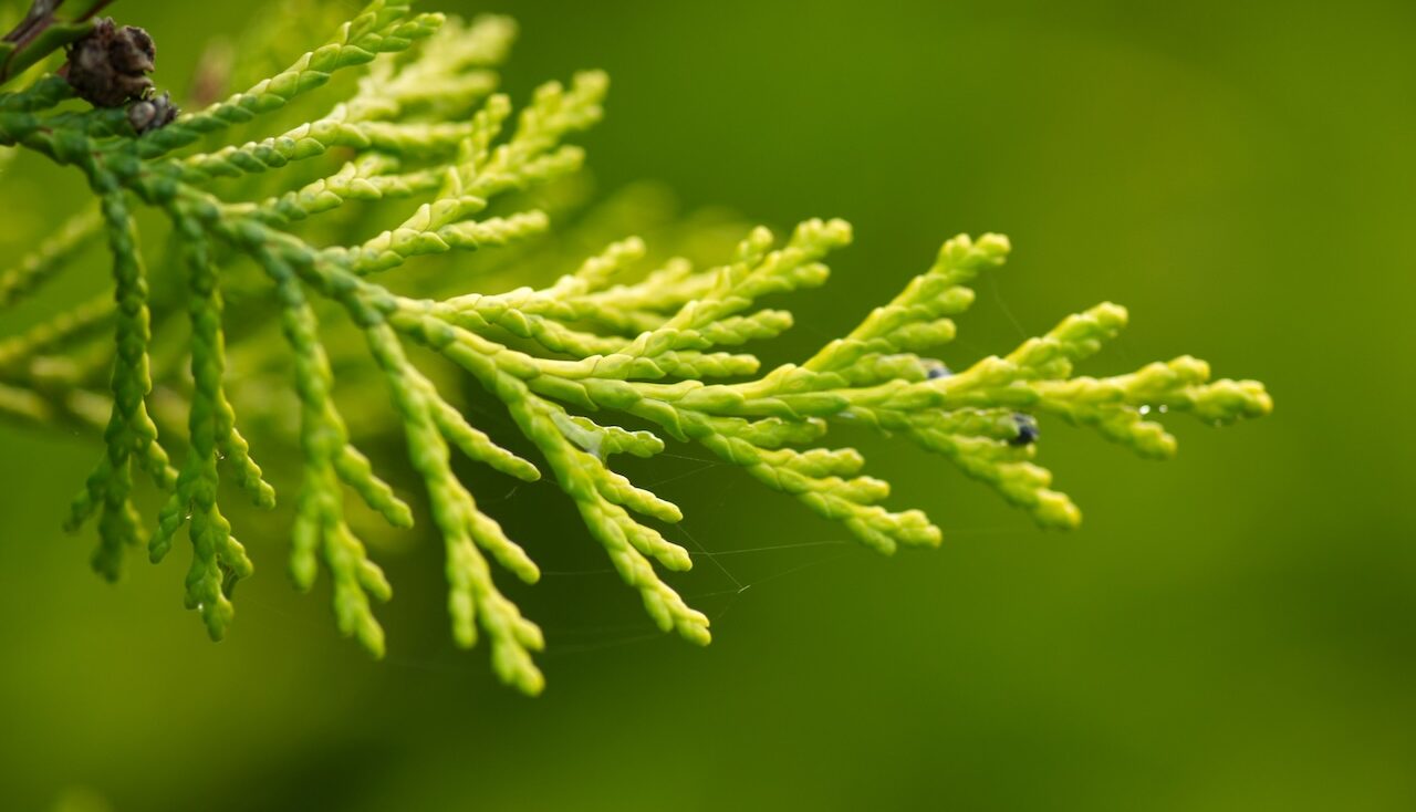 How to prune conifers