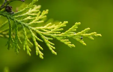 How to prune conifers