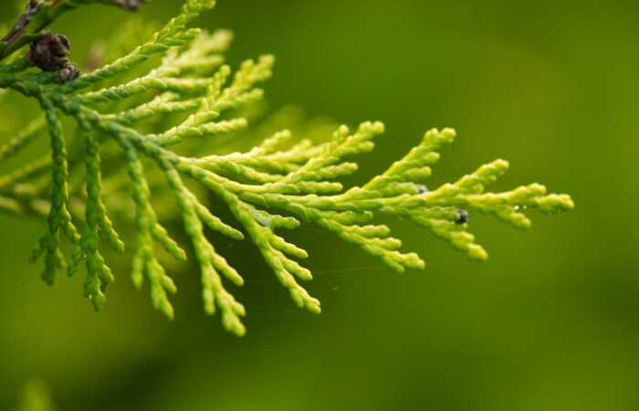 How to prune conifers