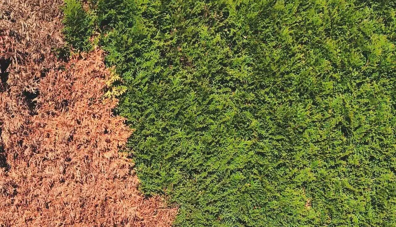 Cyprus aphid damage