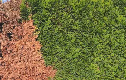 Cyprus aphid damage