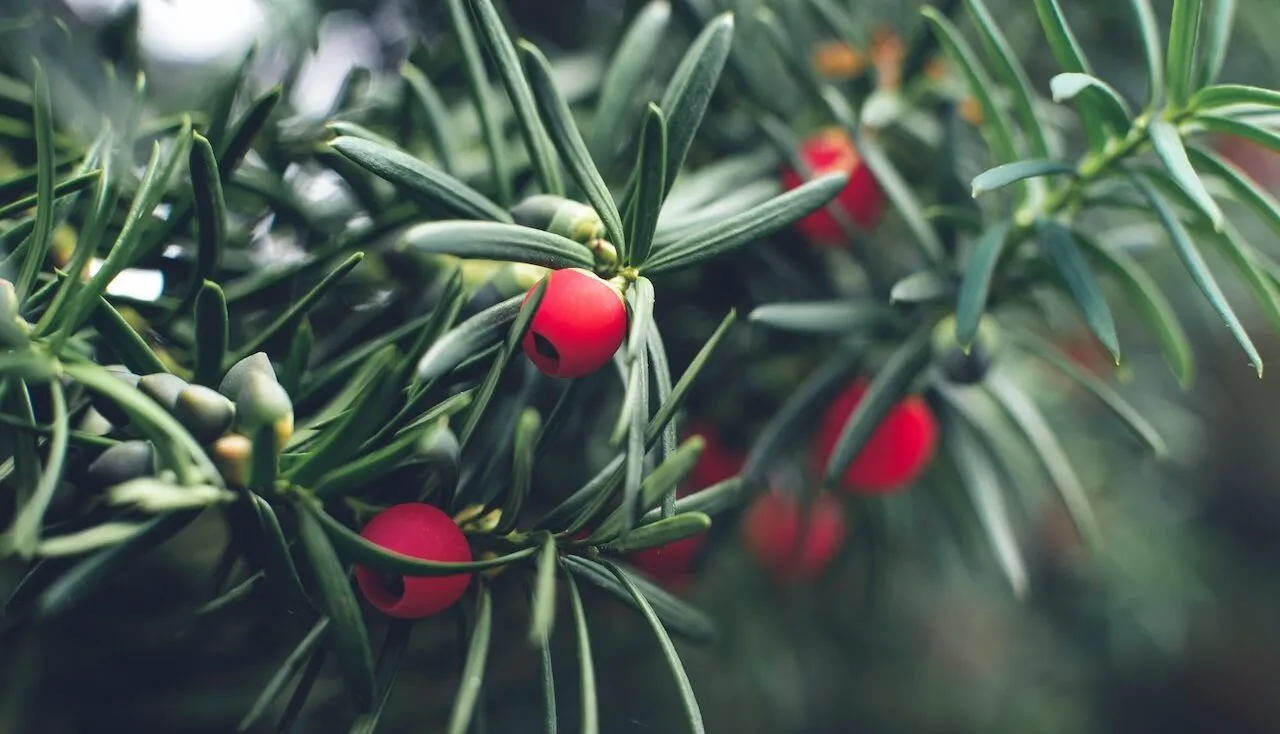 Yew pruning