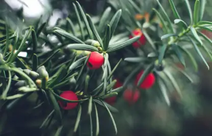Yew pruning