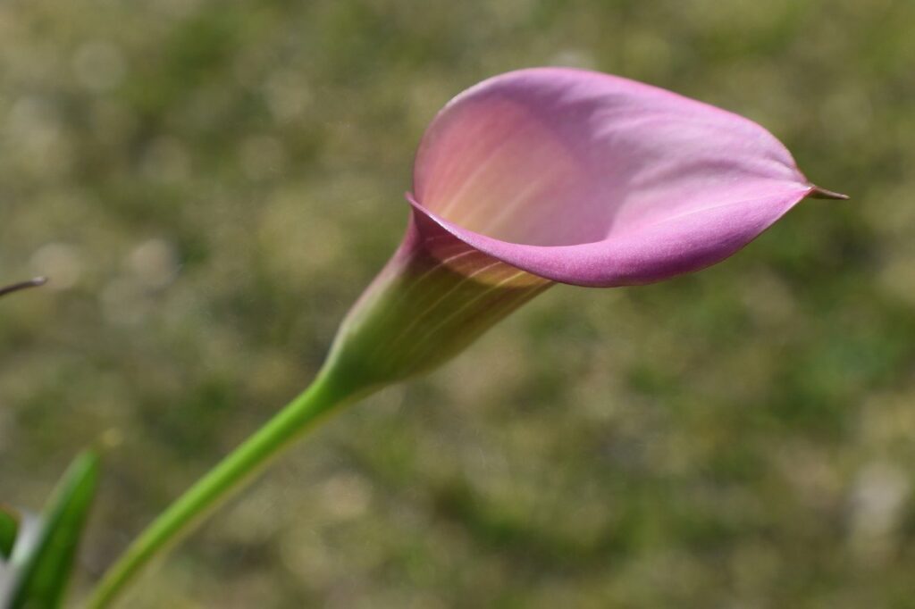 Calla lily wedding bouquet flower